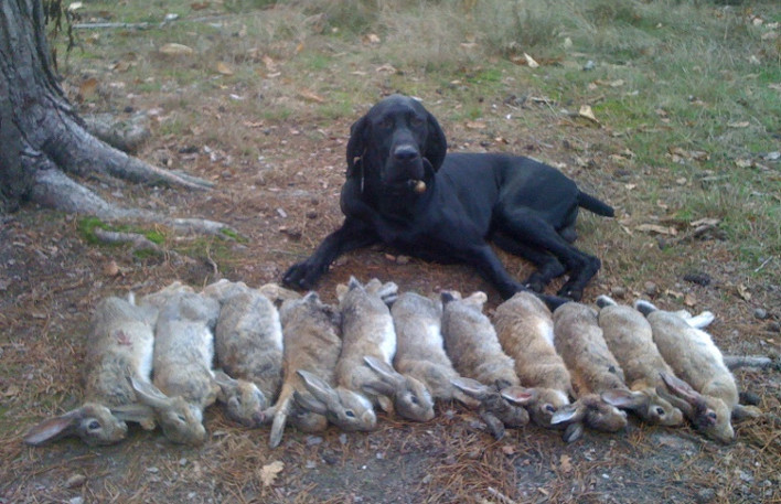 image de chasse aux lapins